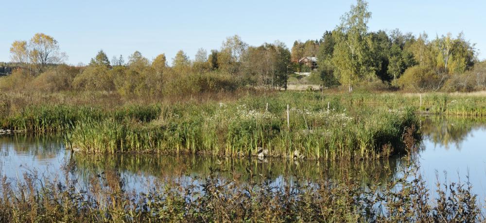 Våtmark